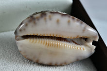 Load image into Gallery viewer, Engraved Fish "Shell Art" Seashell Threaded Pendant