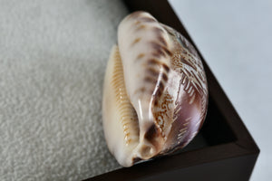 Engraved Fish "Shell Art" Seashell Threaded Pendant