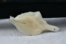 Load image into Gallery viewer, Sea Creature Bone Fragment Pendant
